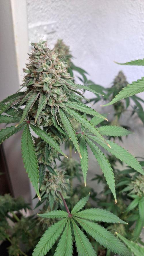 Velvet Mist. Week 9
