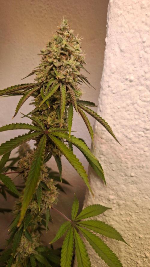 Velvet Mist. Week 9
