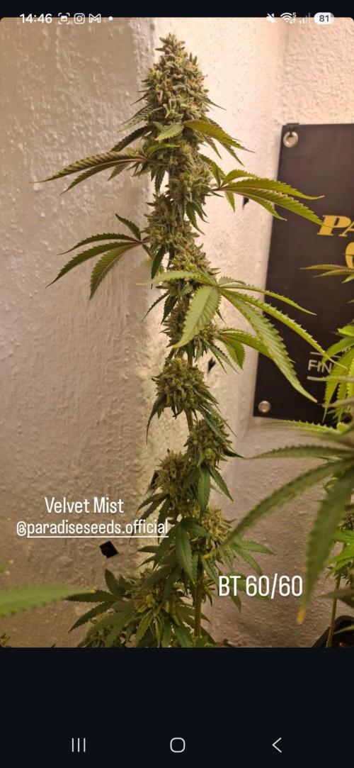 Velvet Mist. Week 9