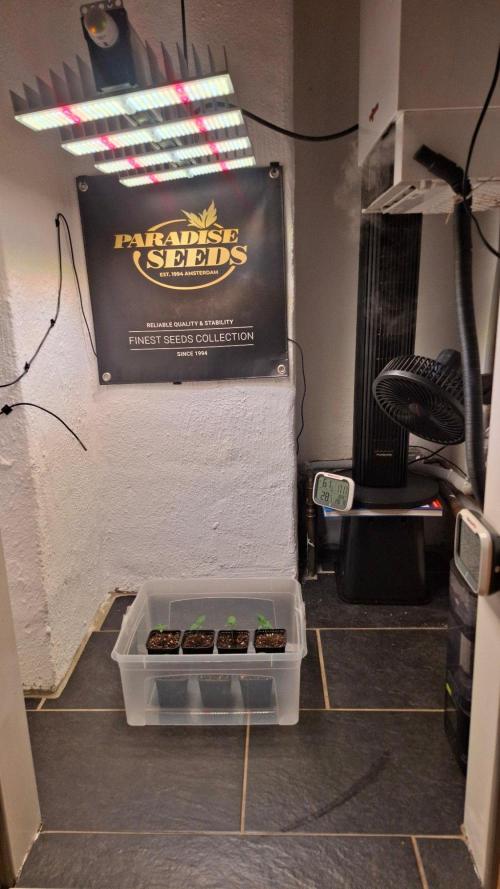Room. Week 1