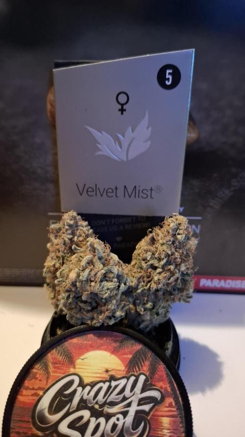 Velvet Mist. Week 10