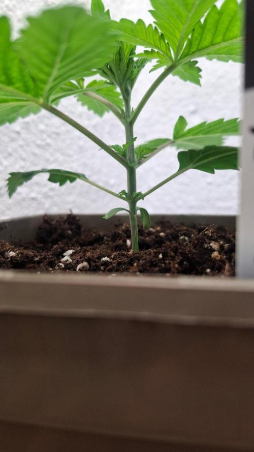 Jacky White. Week 3