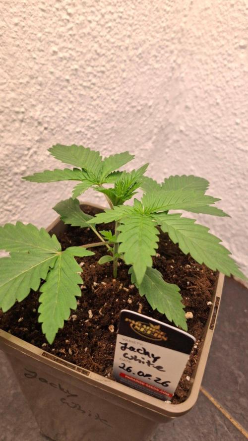 Jacky White. Week 3