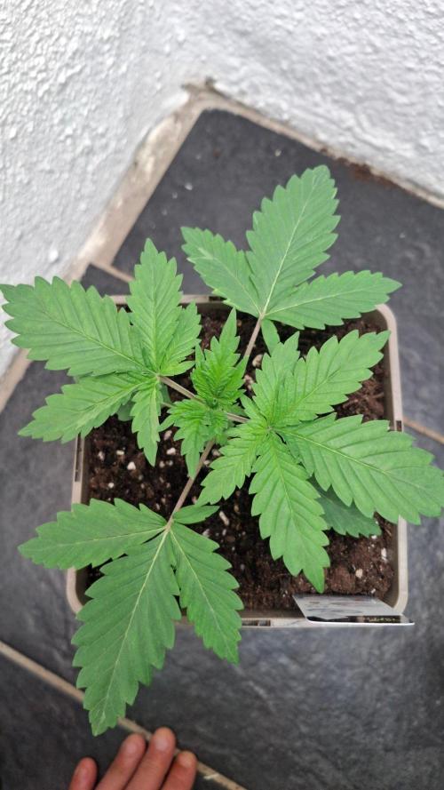 Jacky White. Week 3
