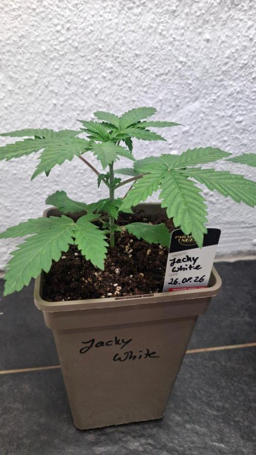 Jacky White. Week 3