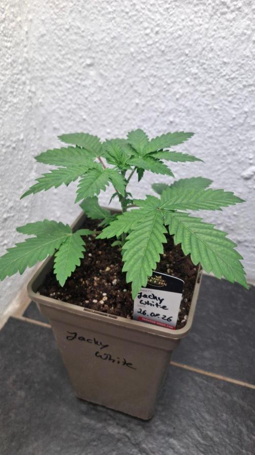 Jacky White. Week 3