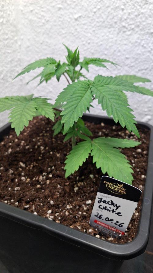 Jacky White. Week 3