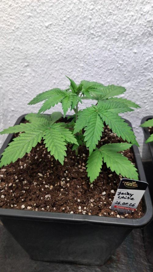Jacky White. Week 3