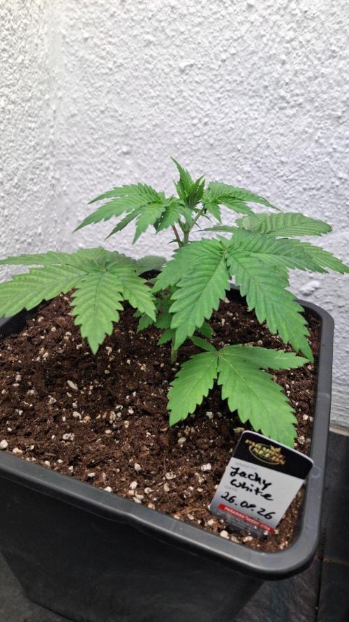 Jacky White. Week 3
