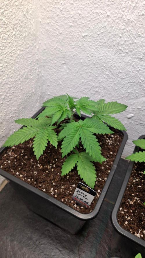 Jacky White. Week 3