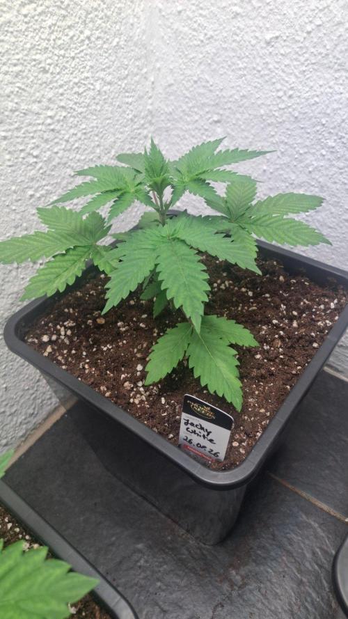Jacky White. Week 3