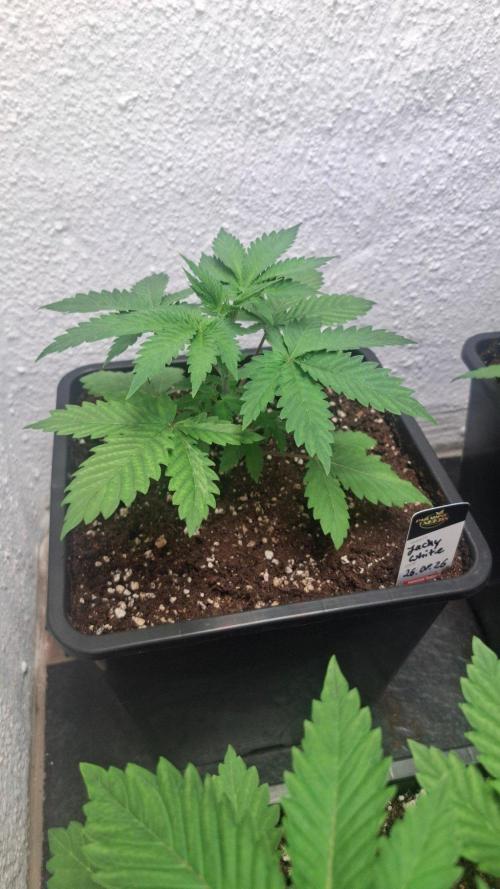 Jacky White. Week 3