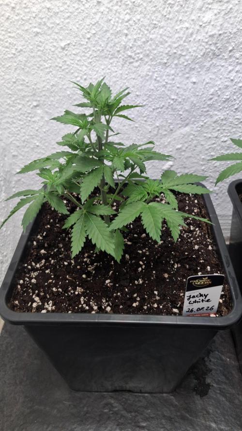 Jacky White. Week 4