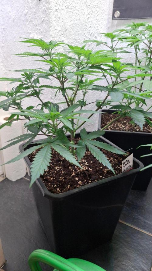 Jacky White. Week 5