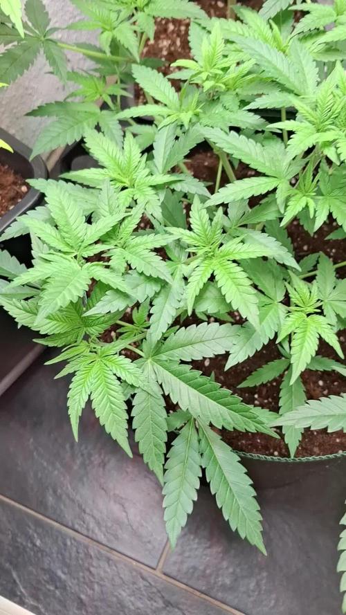 Mendocino Skunk 