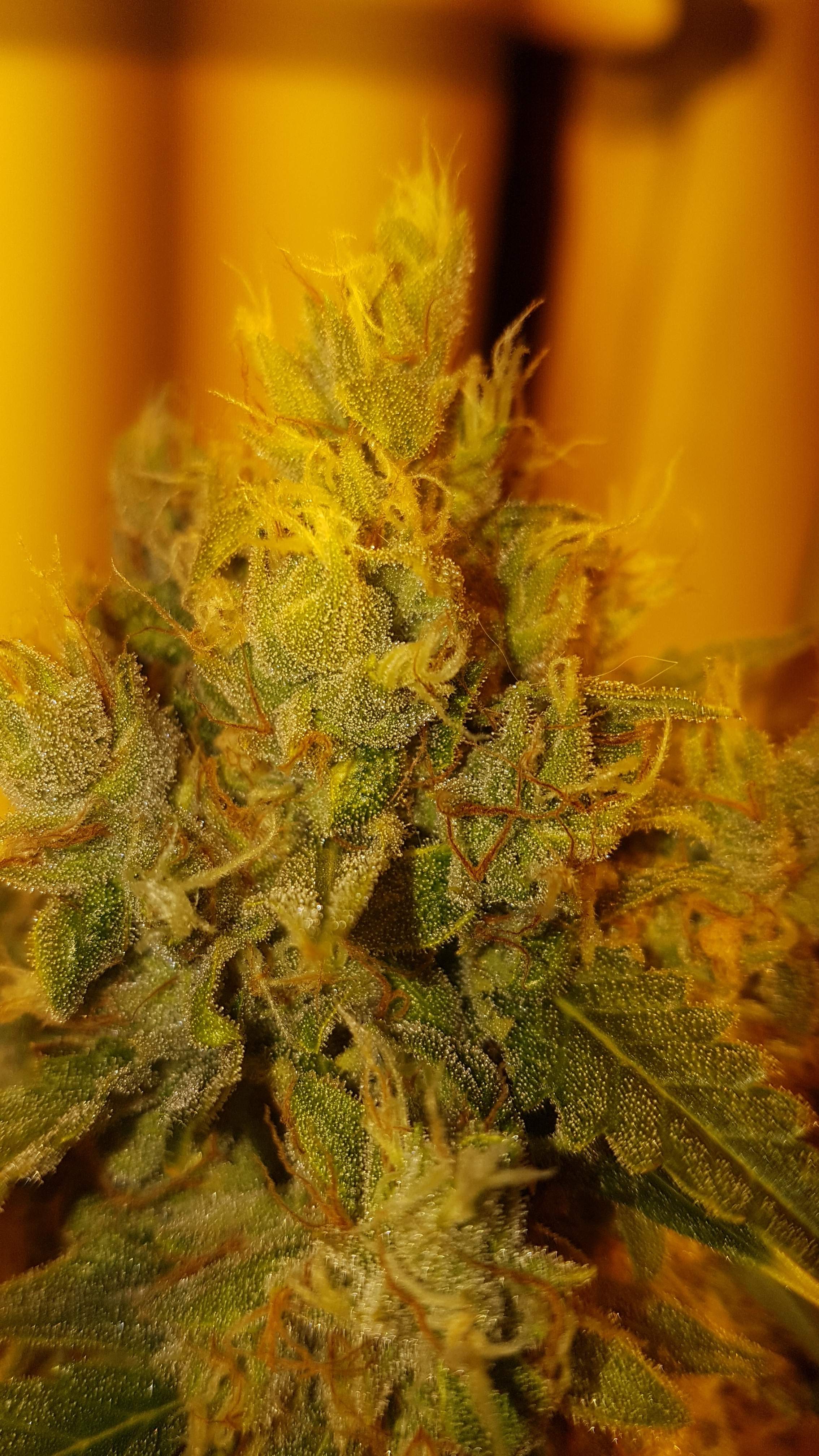 Fast Buds Girl Scout Cookies Auto grow diary (journal) week9 by