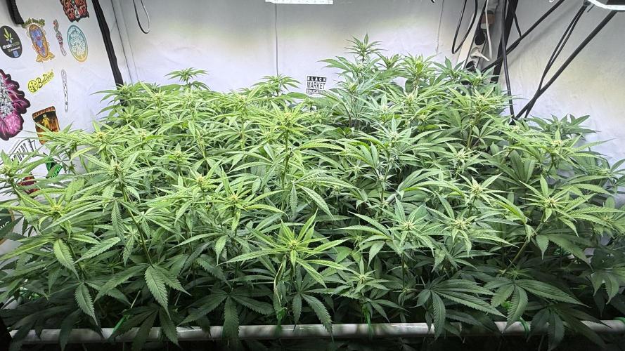 All about Terps. Week 10