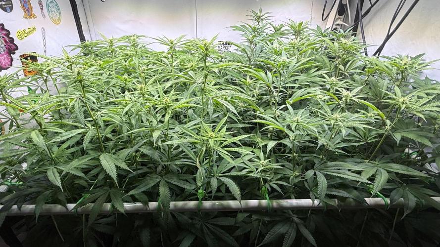 All about Terps. Week 10