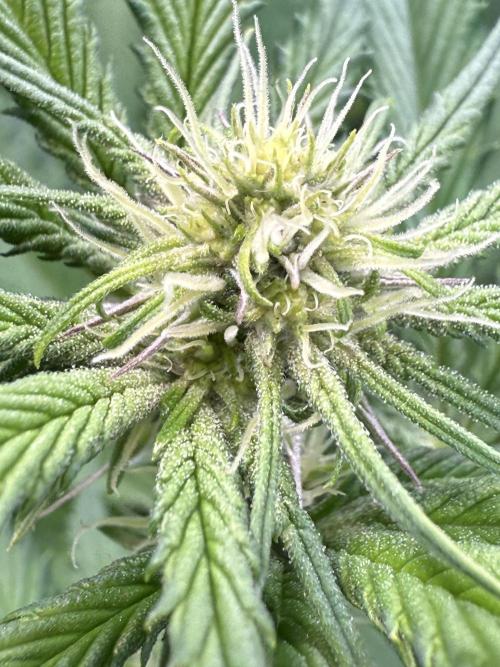 All about Terps. Week 10 - Red Hot Violet