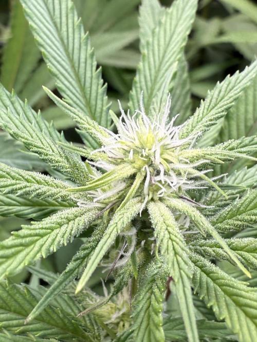 All about Terps. Week 10 - Chemferno