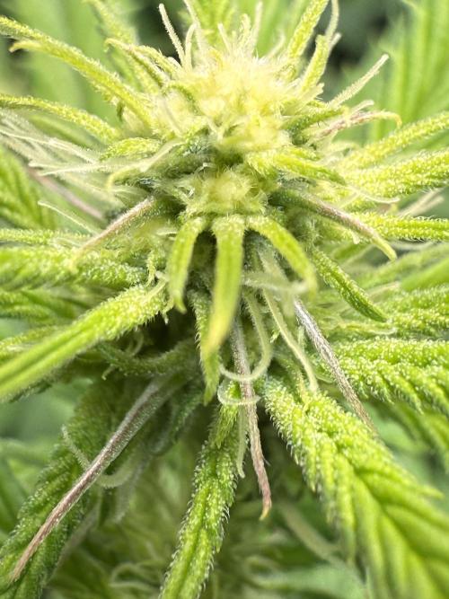 All about Terps. Week 10 - Strawberry Guava