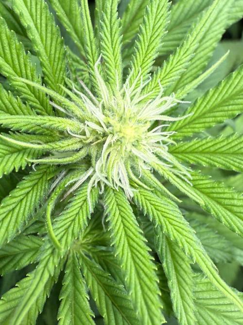 All about Terps. Week 10 - Strawberry Lobster