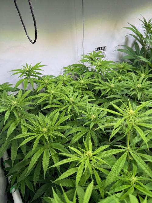 All about Terps. Week 10