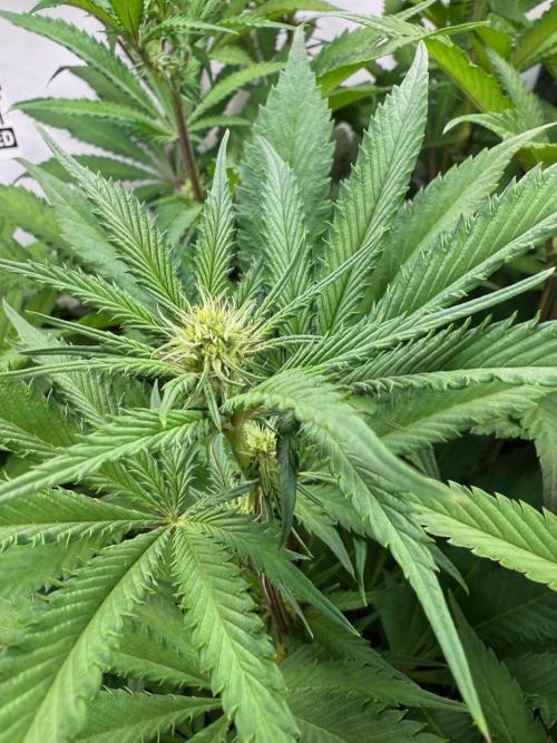 All about Terps. Week 10 - Strawberry Lobster