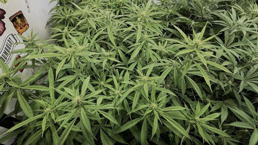 All about Terps. Week 10 - Strawb. Guava