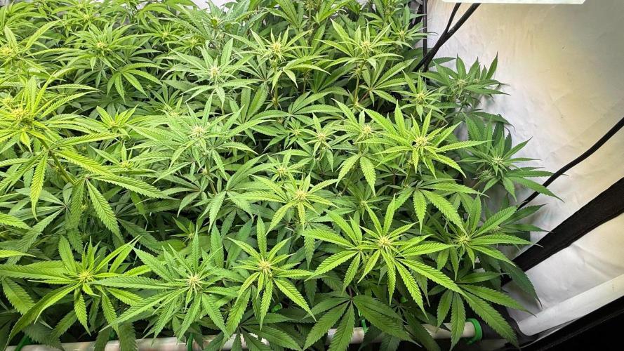 All about Terps. Week 10 - Chemferno