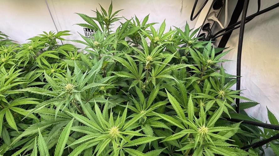 All about Terps. Week 10 - Red Hot Violet