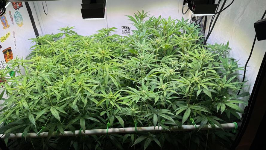 All about Terps. Week 10