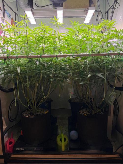 All about Terps. Week 10 - Guava left
Chemferno right