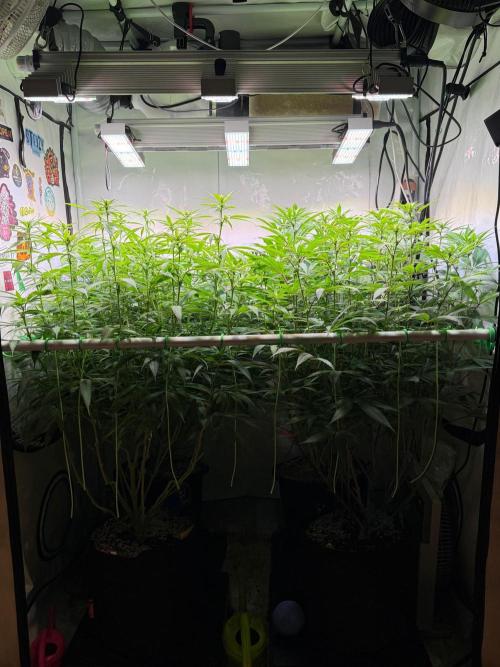 All about Terps. Week 10