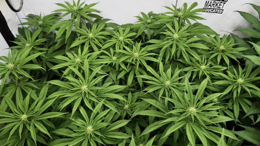 All about Terps. Week 10 - Strawberry Lobster