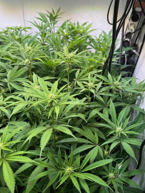 All about Terps. Week 10 - Chemferno