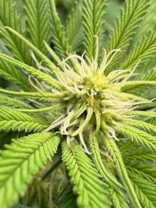 All about Terps. Week 10 - Strawberry Lobster