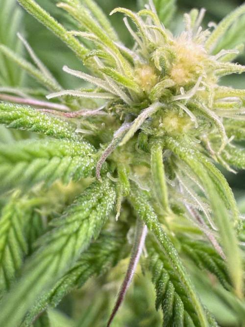 All about Terps. Week 10 - Strawberry Guava