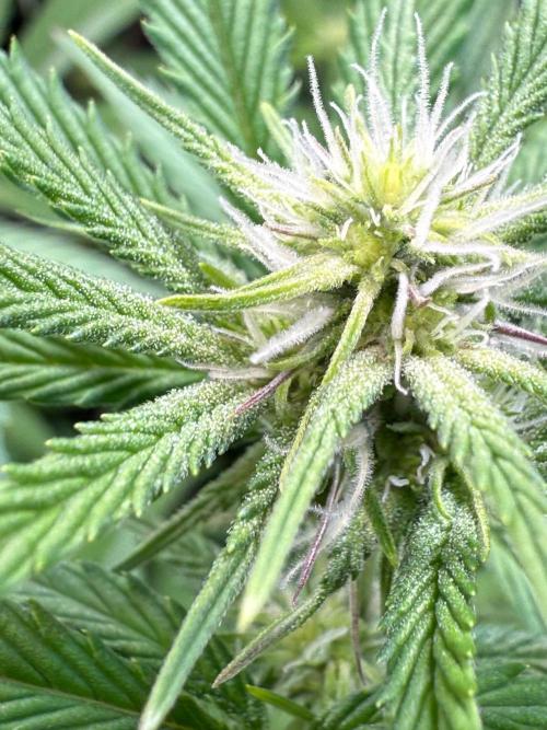 All about Terps. Week 10 - Red Hot Violet