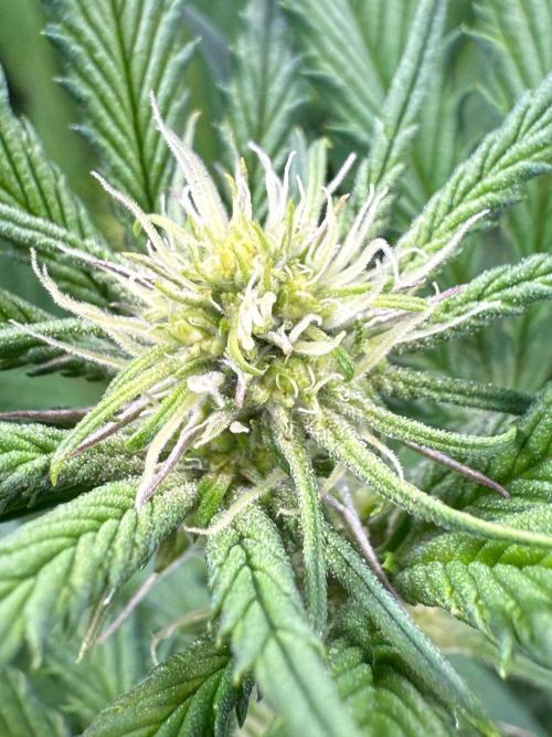 All about Terps. Week 10 - Chemferno