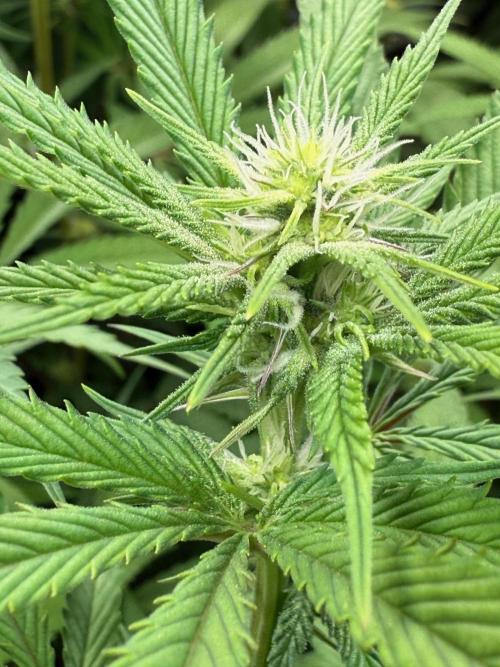 All about Terps. Week 10 - Strawberry Lobster