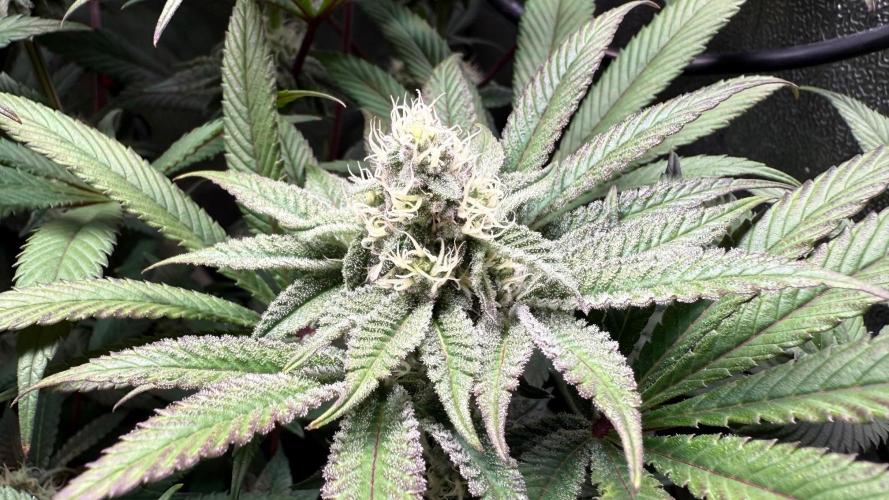 Fire in 40x40. Week 10