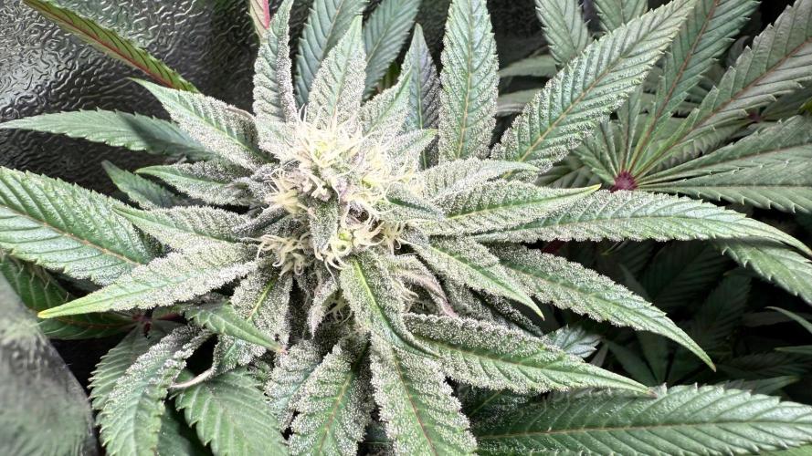 Fire in 40x40. Week 10