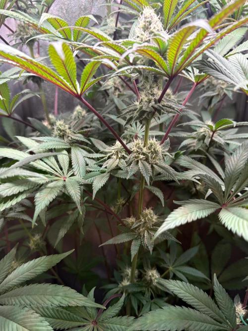 Fire in 40x40. Week 10