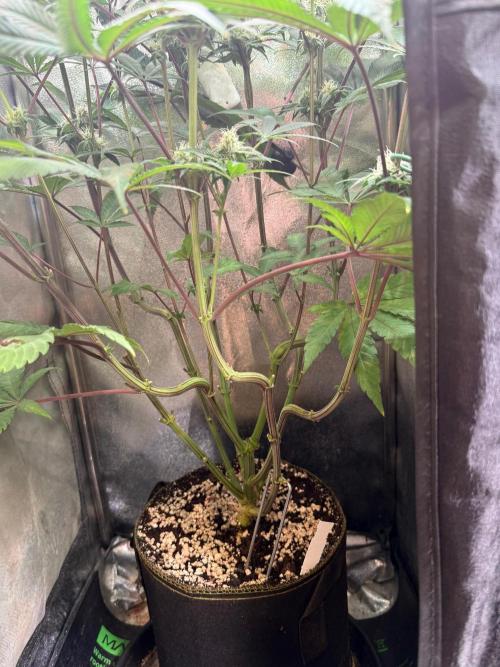 Fire in 40x40. Week 10