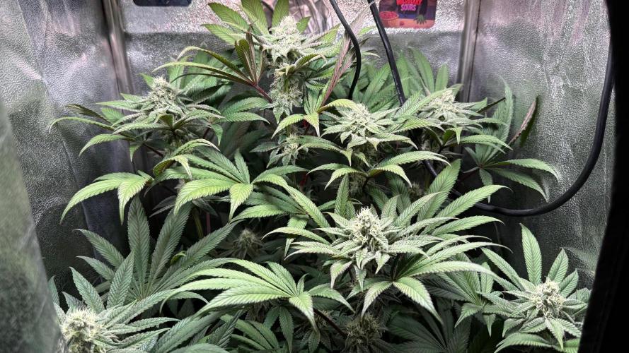 Fire in 40x40. Week 10