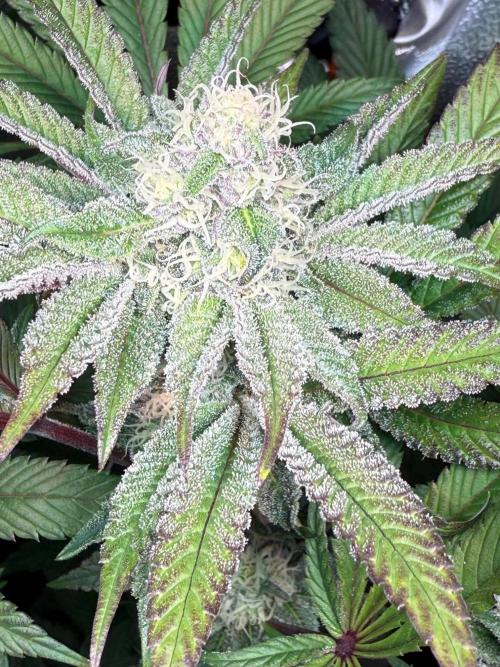 Fire in 40x40. Week 10