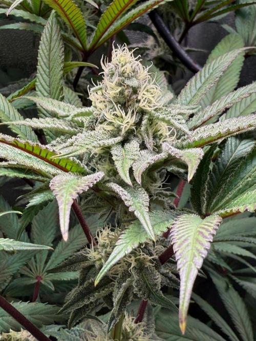 Fire in 40x40. Week 10