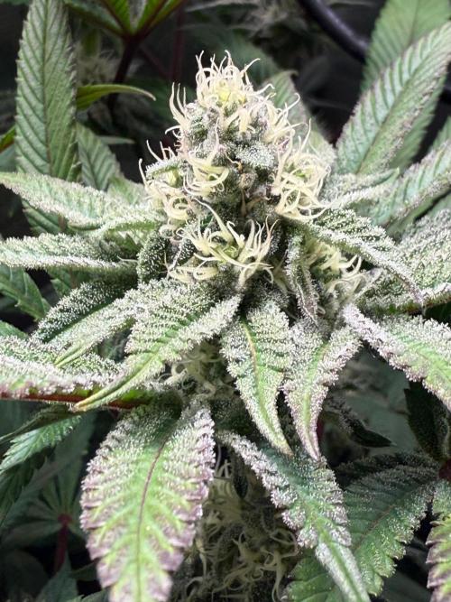 Fire in 40x40. Week 10