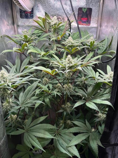 Fire in 40x40. Week 10